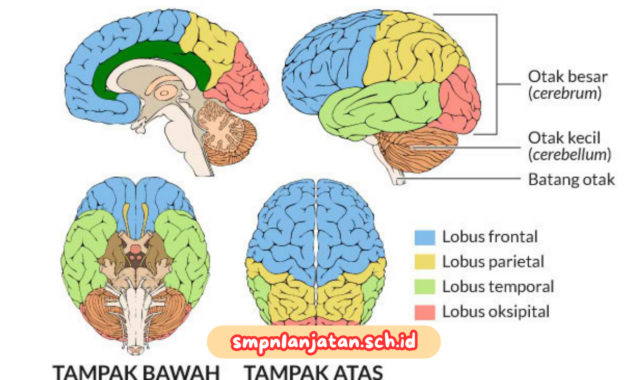 mengasah-otak-kiri