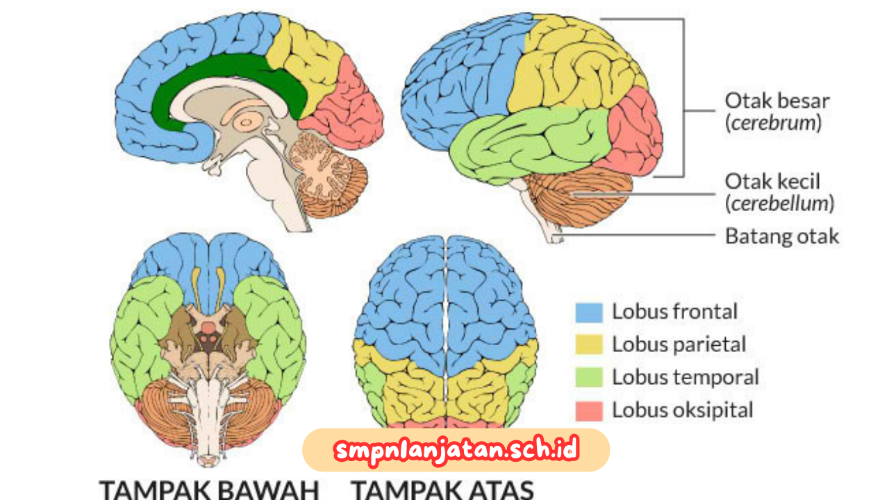 mengasah-otak-kiri